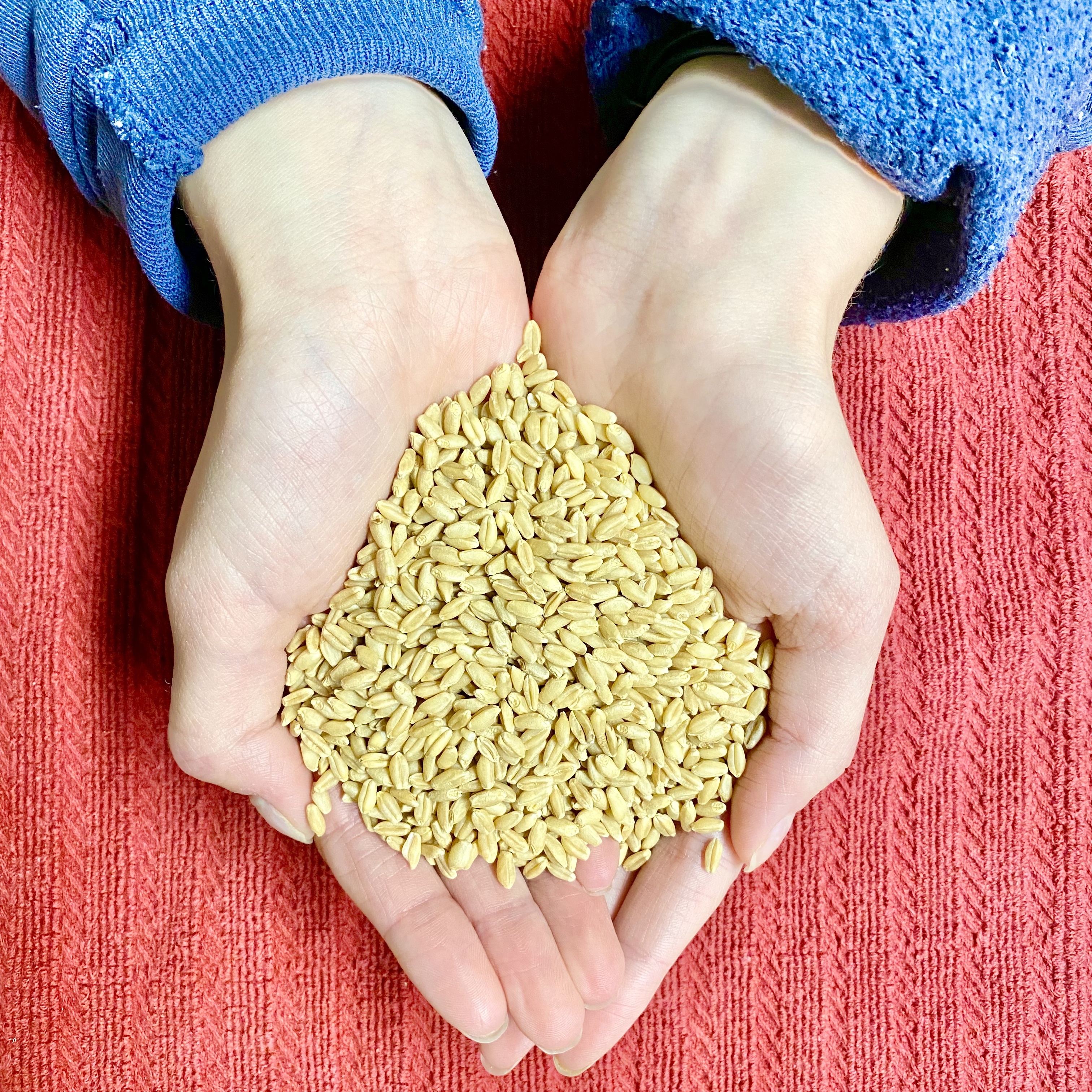 Wheat berries held in hand